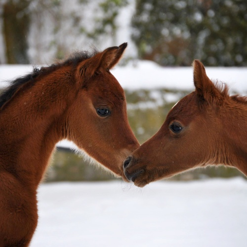 The foaling season 2021 in SKK has officially ended!