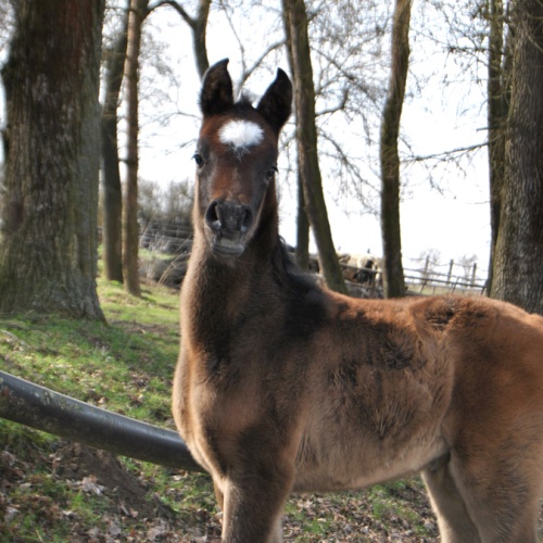 We welcomed the first foal in the 2024 season at SKK